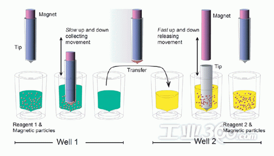 全自动磁珠提取纯化技术——thermo scientific kingfishe