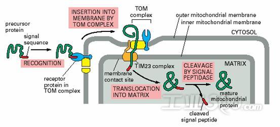 线粒体蛋白质的转运